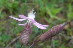 Silene conica