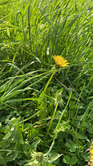 Taraxacum officinale