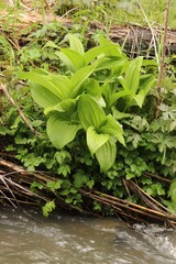 Veratrum lobelianum