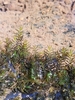 Water Pocket Moss - Photo (c) Suzanne Cadwell, some rights reserved (CC BY-NC), uploaded by Suzanne Cadwell