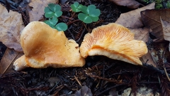 Lactarius aestivus
