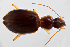 Platynus trifoveolatus