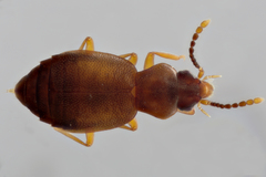 Lesteva cribratula