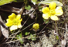 Ranunculus enysii