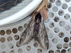 Sphinx poecila