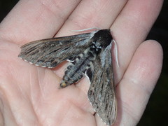 Sphinx poecila