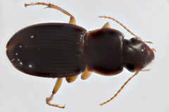 Harpalus spadiceus