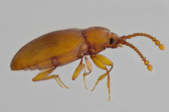 Caenoscelis