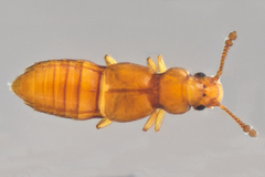 Euaesthetinae