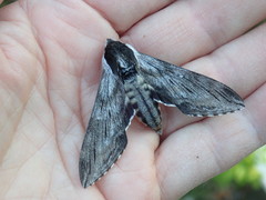 Sphinx poecila
