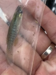 Fundulus dispar