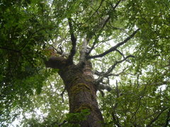 Nothofagus truncata