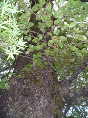 Nothofagus truncata