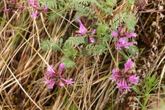 Astragalus ceratoides