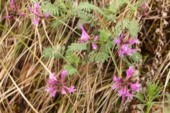 Astragalus ceratoides