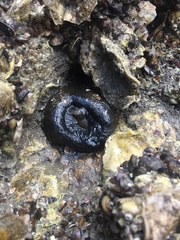 Bunodosoma cavernatum