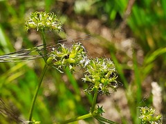 Valerianella uncinata