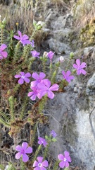 Linanthus californicus