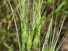 Aegilops biuncialis