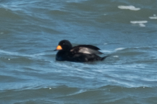 Melanitta americana