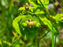 Euphorbia iberica