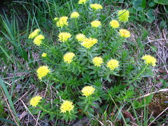 Rhodiola stephanii