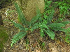 Taphrina polystichi