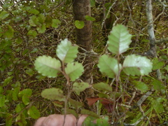 Nothofagus truncata