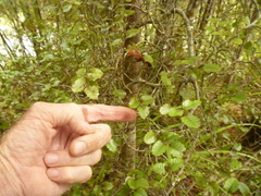 Nothofagus truncata