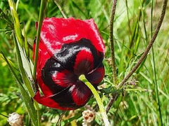 Papaver pavoninum ocellatum
