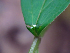 Asclepias quadrifolia