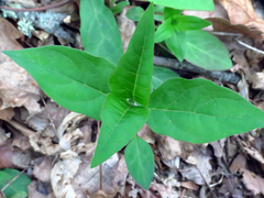 Asclepias quadrifolia