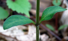 Asclepias quadrifolia