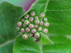 Asclepias quadrifolia