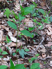 Asclepias quadrifolia