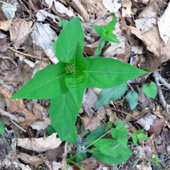 Asclepias quadrifolia