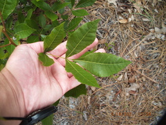 Carya floridana