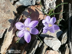 Syringodea longituba