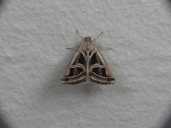 Callistege intercalaris