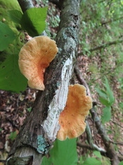 Bresadolia craterella