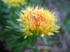 Rhodiola stephanii