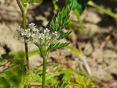 Torilis leptophylla