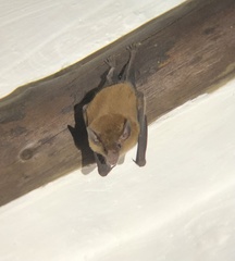 Lonchophylla robusta