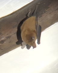 Lonchophylla robusta