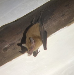 Lonchophylla robusta