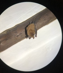 Lonchophylla robusta