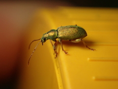 Phyllobius argentatus