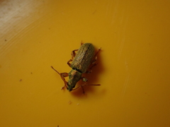 Phyllobius argentatus