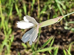 Dianthus cretaceus