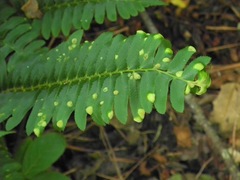 Taphrina polystichi